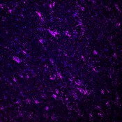 Immunofluorescence image of a human brain labeled with DSHB antibody Anti-GFAP [BCN57.1.2D11] against Glial fibrillary acidic protein (magenta). Image Credit: BICCN.